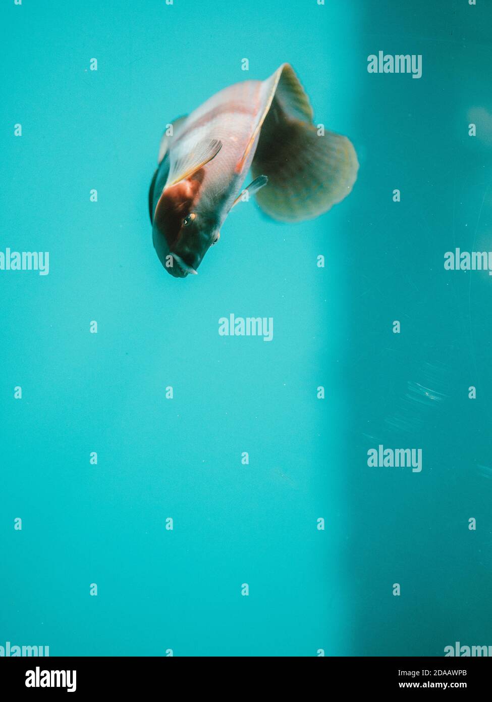 Ein Fisch, der für die Kamera auftrat und in einem wilden Aquarium in Busselton, Westaustralien, direkt gegen das Glas schwimmt Stockfoto