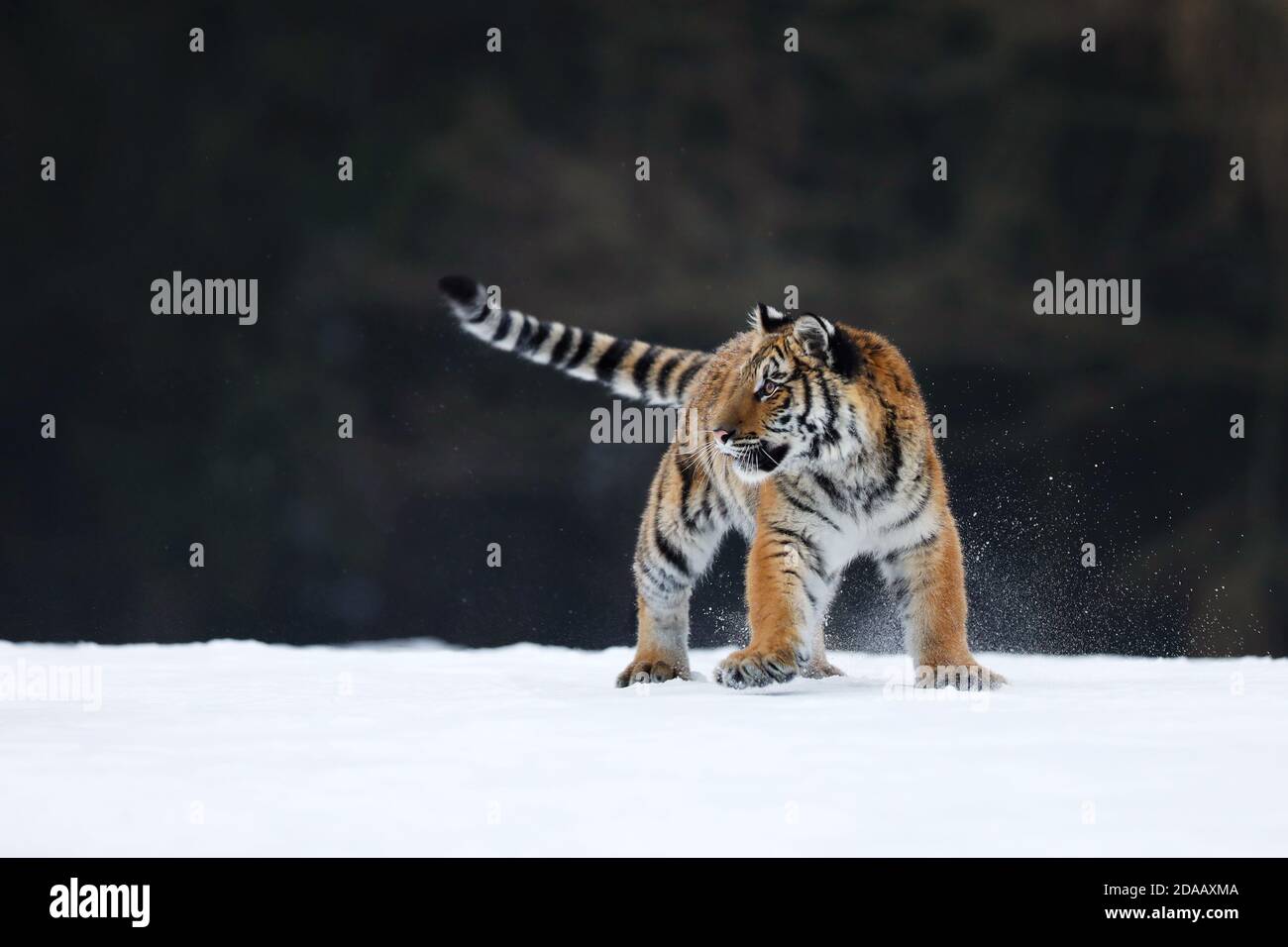 Sibirischer Tiger Spaziergang auf Schnee. Schönes, dynamisches und kraftvolles Tier. Typische Winterumgebung. Taiga russland. Panthera tigris altaica Stockfoto
