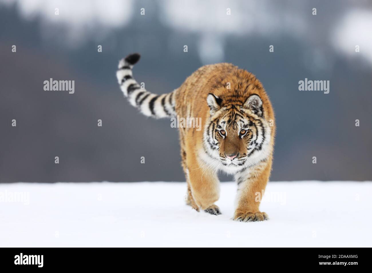 Sibirischer Tiger Spaziergang auf Schnee. Schönes, dynamisches und kraftvolles Tier. Typische Winterumgebung. Taiga russland. Panthera tigris altaica Stockfoto