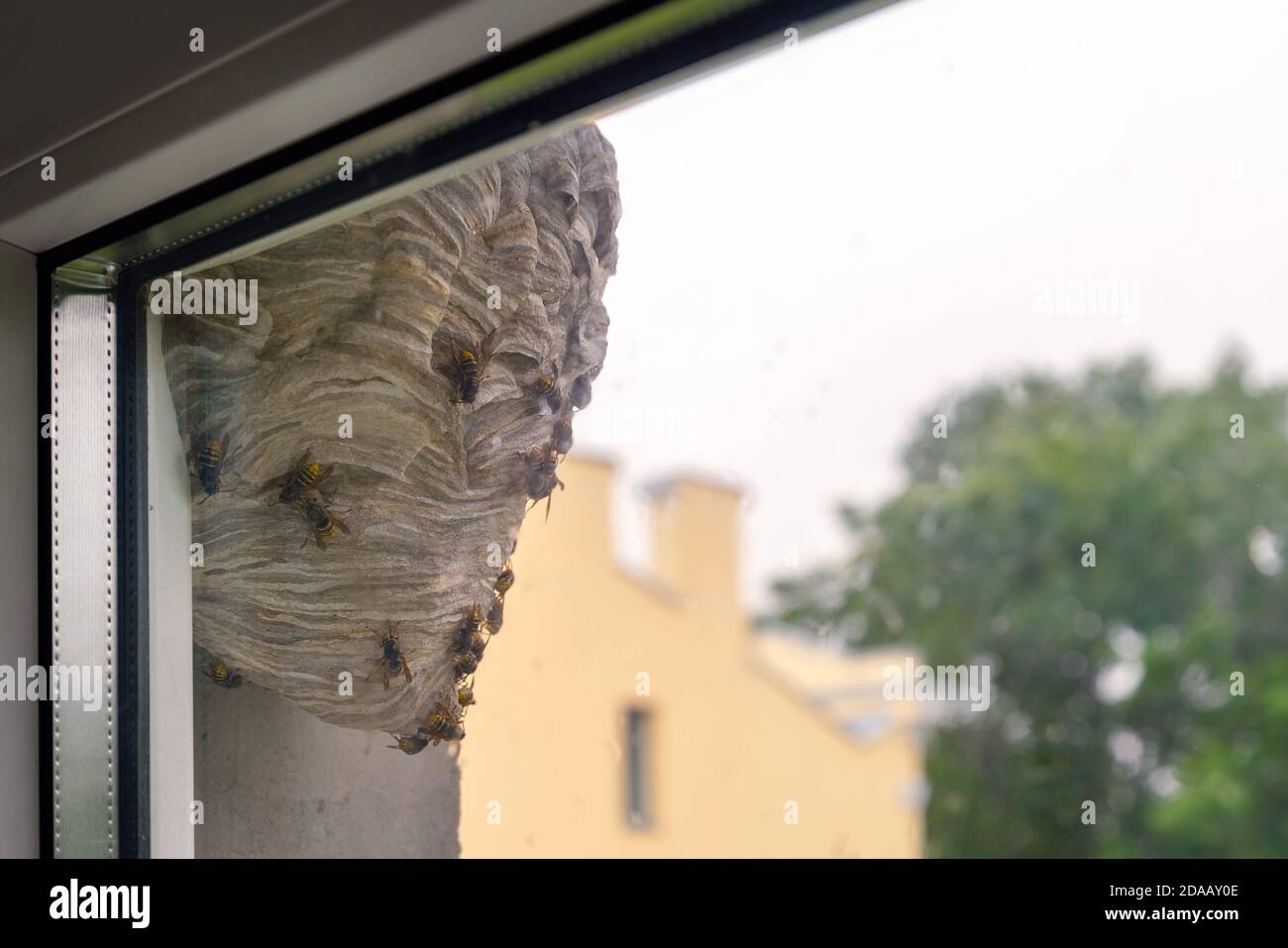 Wespenhaus hängt am Fenster in einem städtischen Bereich. Wilder Bienenstock draußen auf dem Gebäude. Niemand Stockfoto