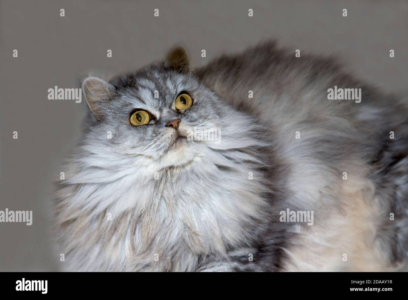 Grau, kawaii, niedlich, flauschig Scottish Highland Straight Langhaar Katze mit großen orangefarbenen Augen und langen Schnurrbart im Bett zu Hause. Stockfoto