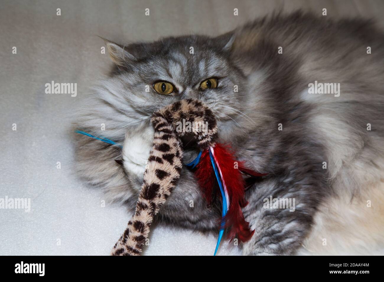 Grau, kawaii, niedlich, flauschig Scottish Highland Straight Langhaar Katze mit großen orangefarbenen Augen und langen Schnurrbart im Bett zu Hause. Stockfoto