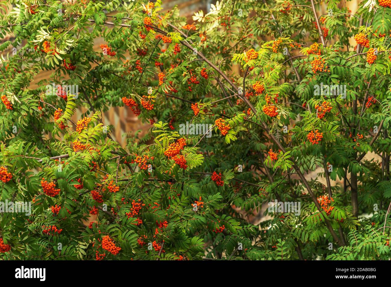 Vogelbeersträucher, beerenbaum mit Früchten Stockfoto