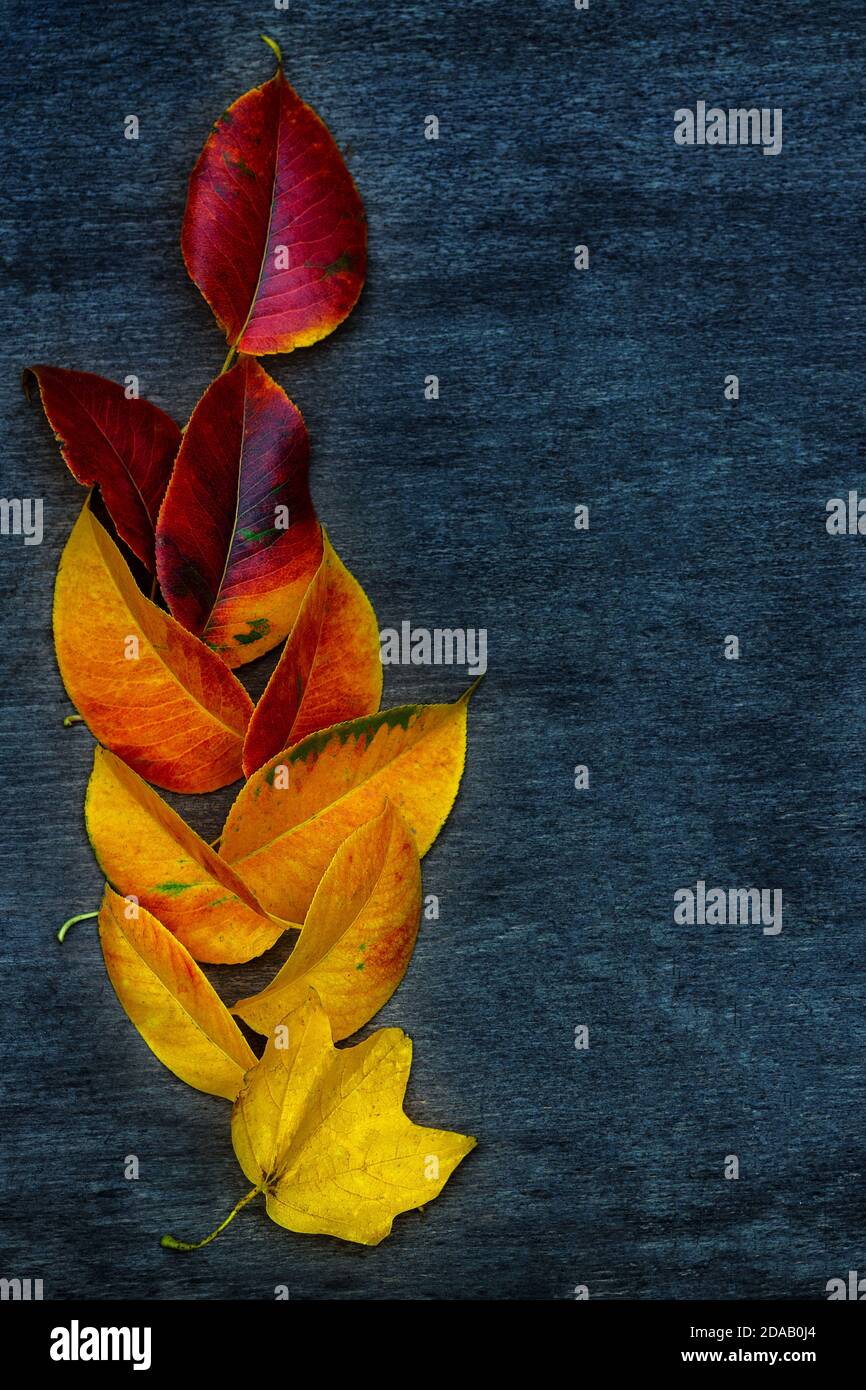 Banner Herbst Laub Leuchtend Rot Gelb Und Orange Farben Ahorn Pappel Brugmansia Mit Samen Isolieren Auf Dunklem Hintergrund Stockfotografie Alamy