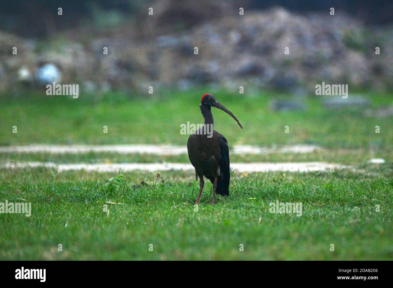 Rotnapter Ibis Pseudibis papillosa Noida, Uttar Pradesh, Indien - 31. Dezember 2019: Ein erwachsener Rotnapter Ibis auf der Suche nach Nahrung in einem Grasfeld in Noida Stockfoto