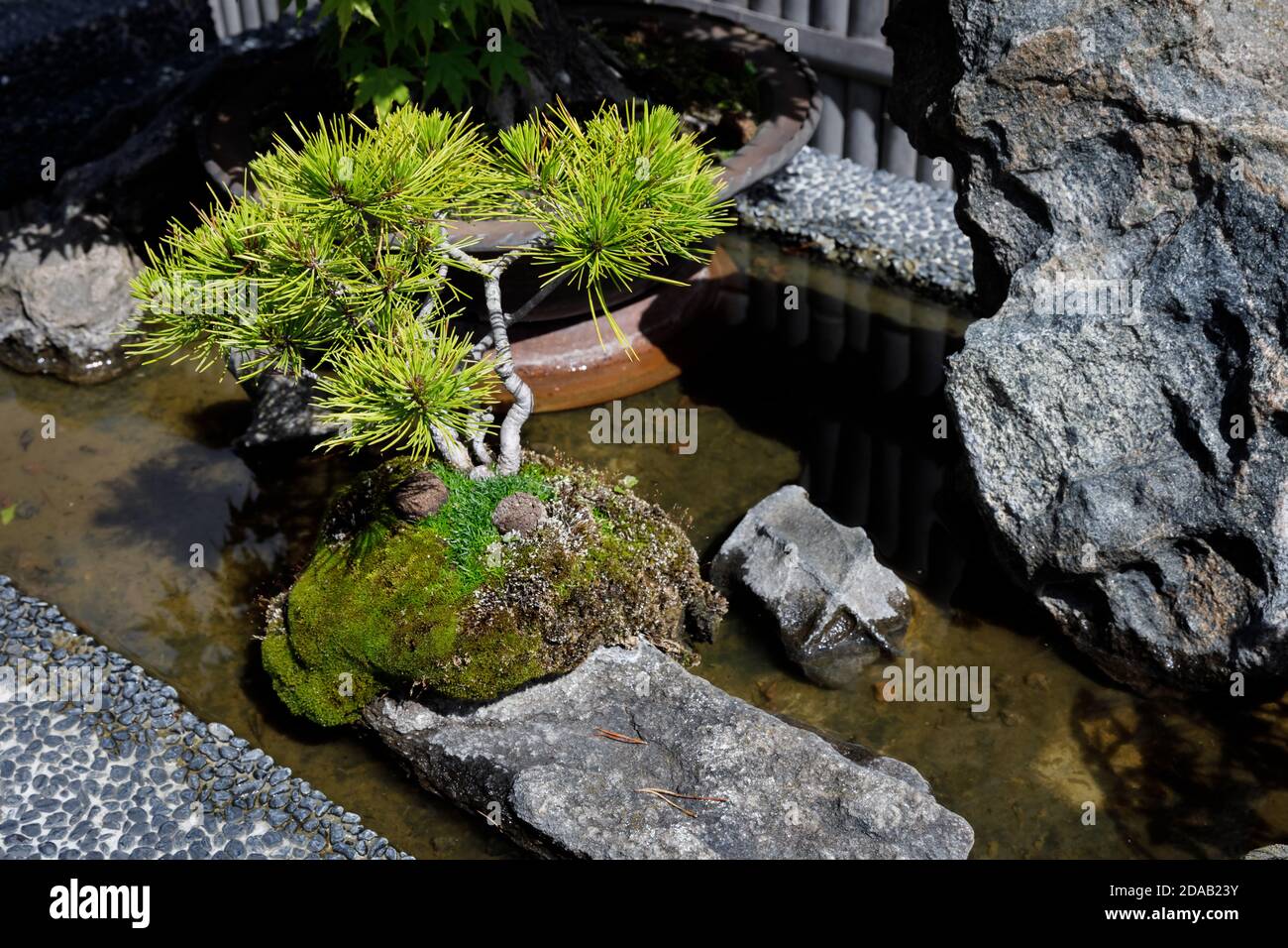 Teich, japanischer Bonsai-Garten in Schwilowsee, OT. Ferch, Brandenburg  Stockfotografie - Alamy
