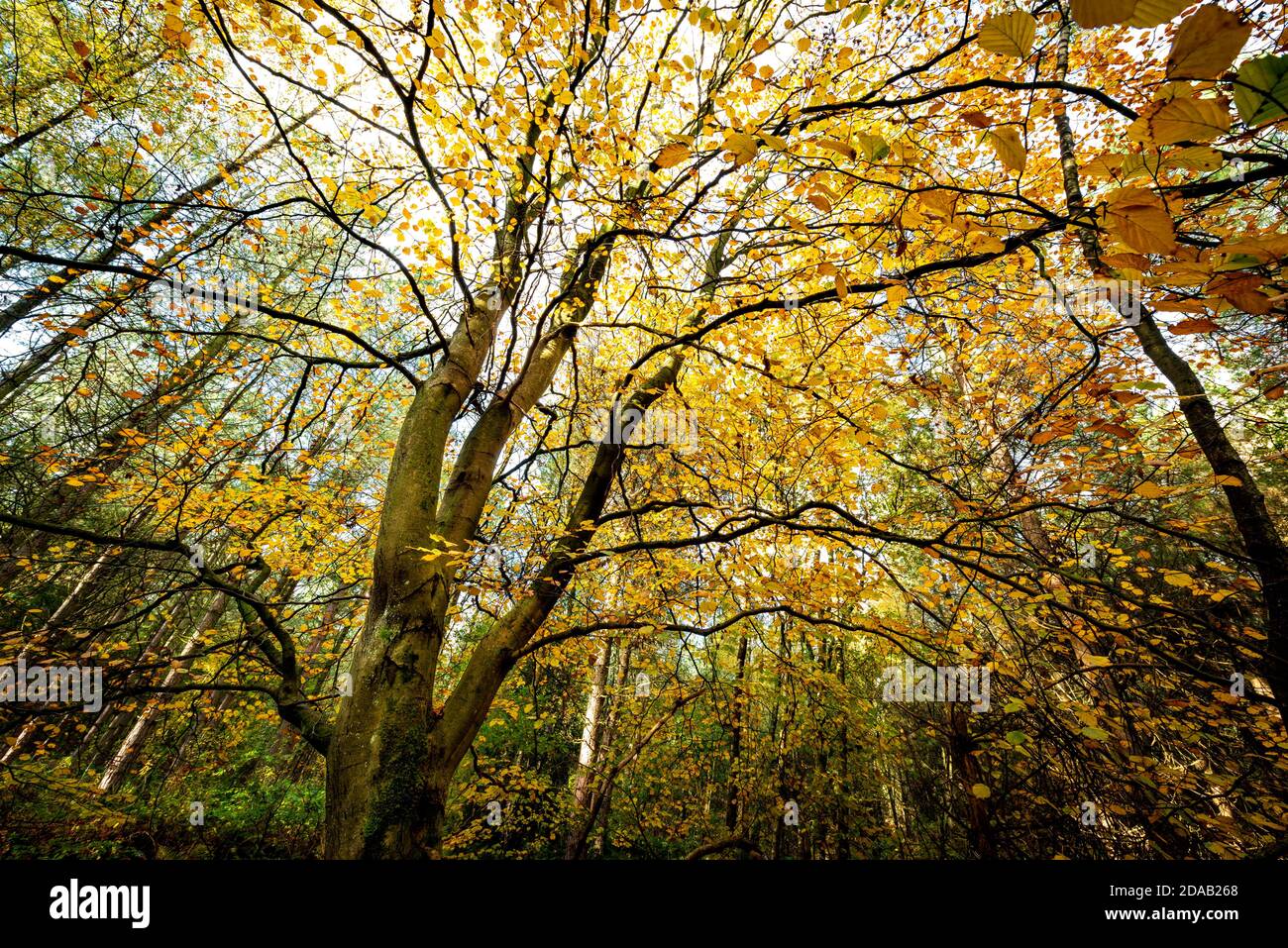 Ein herbstlicher Baum mit gelben Blättern. Blidworth Woods Nottinghamshire England Großbritannien Stockfoto