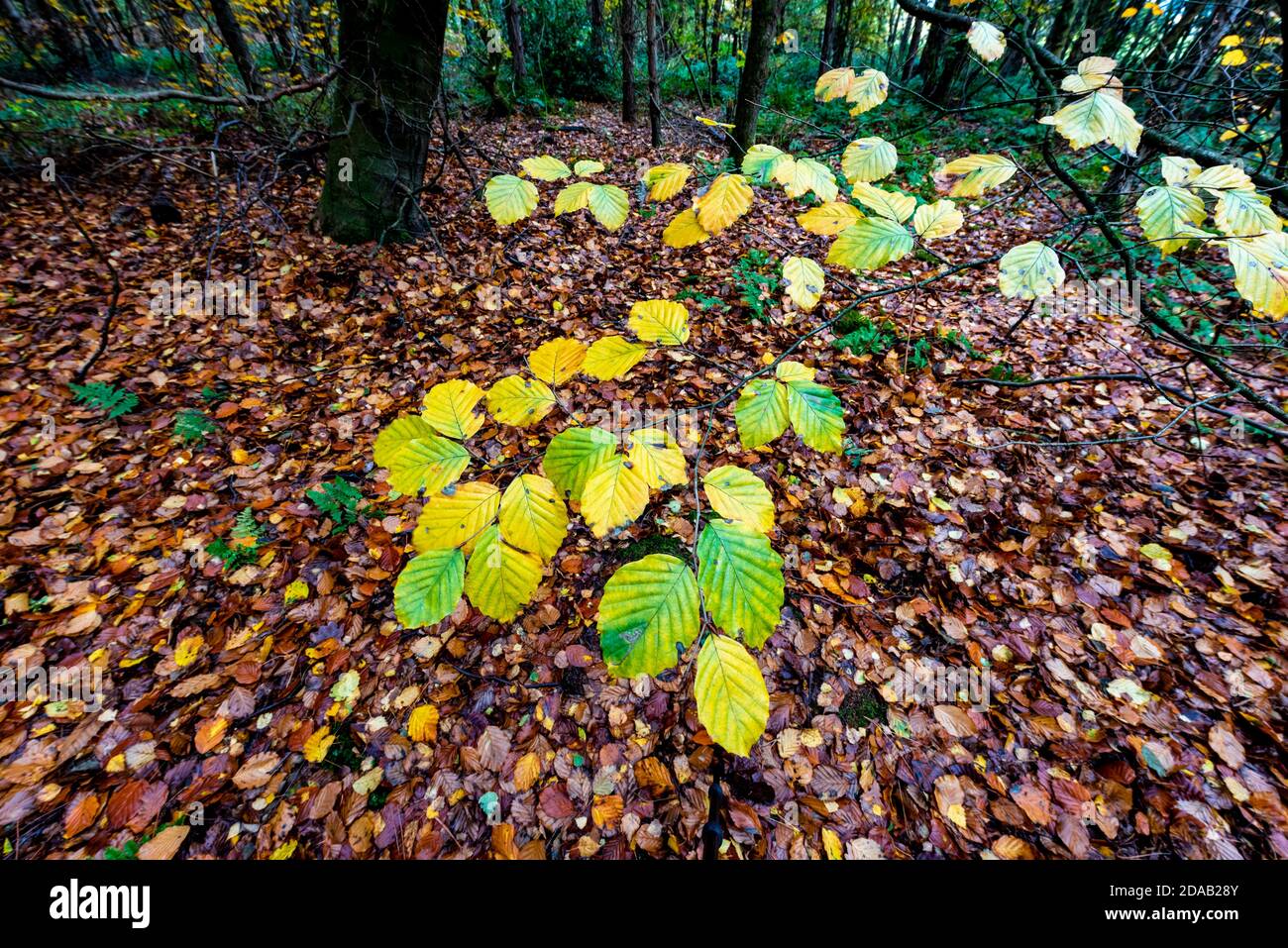 Herbstlicher Baum Ast zwischen Blättern in einem Waldgebiet. Blidworth Woods Nottinghamshire England Großbritannien Stockfoto