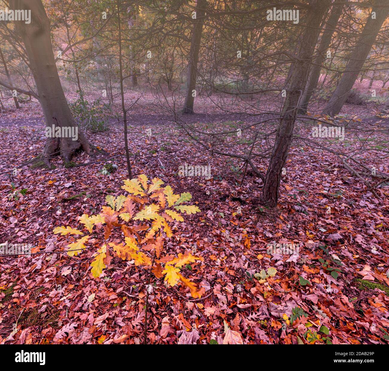 Kleiner herbstlicher Ast zwischen Blättern in einer nebligen Waldlandschaft. Blidworth Woods Nottinghamshire England Großbritannien Stockfoto