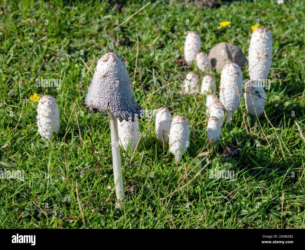 Pilzpilz Coprinus comatus, Shaggy Inkcap. Stockfoto