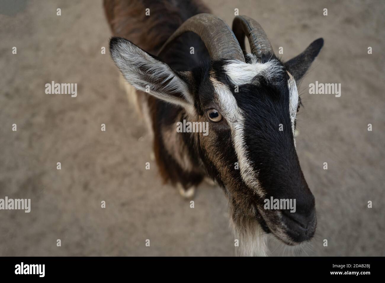 Eine Ziege schaut in die Kamera und bettelt um Nahrung. Schwarz-weißes Säugetier. Porträt eines Tieres. Nahaufnahme. Draufsicht Stockfoto