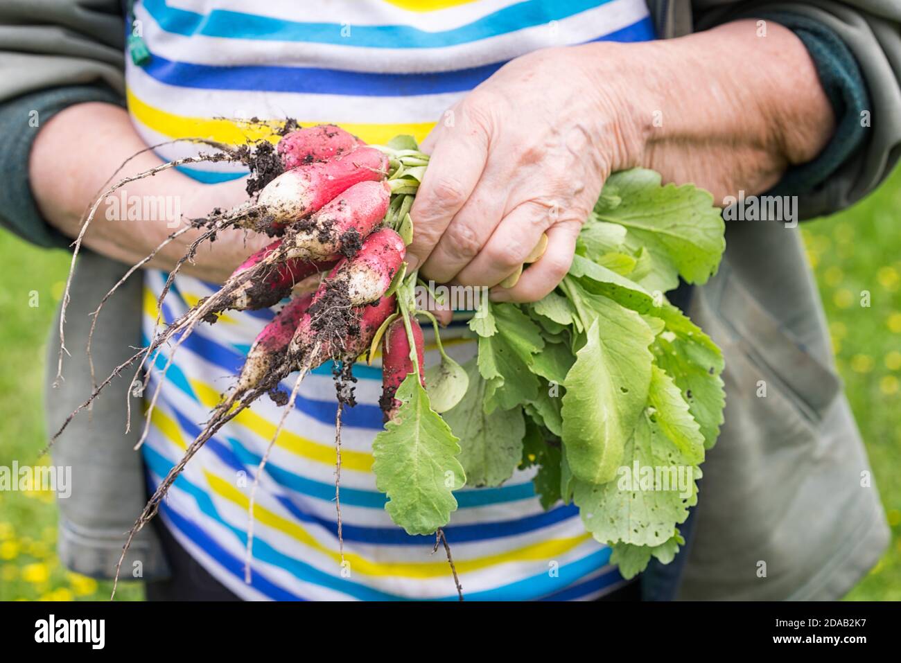 Die Ernte der Radieschen auf den Händen des Bauern. Frau Hände halten frisch Büschel Ernte. Radieschen wachsen. Gesunde Bio-Lebensmittel, Gemüse, Landwirtschaft, close U Stockfoto