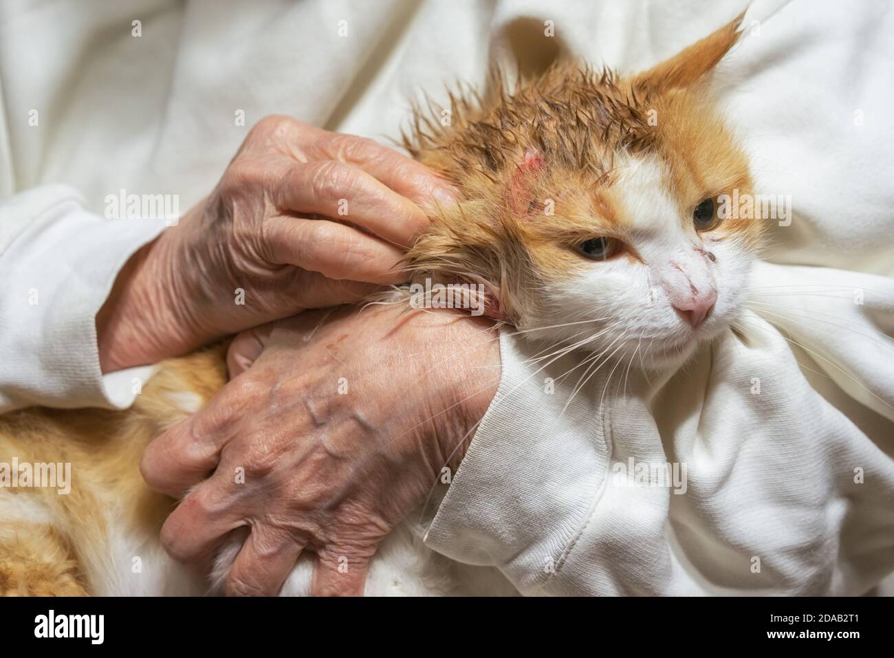 Verwundete Katze sitzt auf den Händen nach einem Kampf mit einem Hund mit Wunden auf dem Kopf. Stockfoto