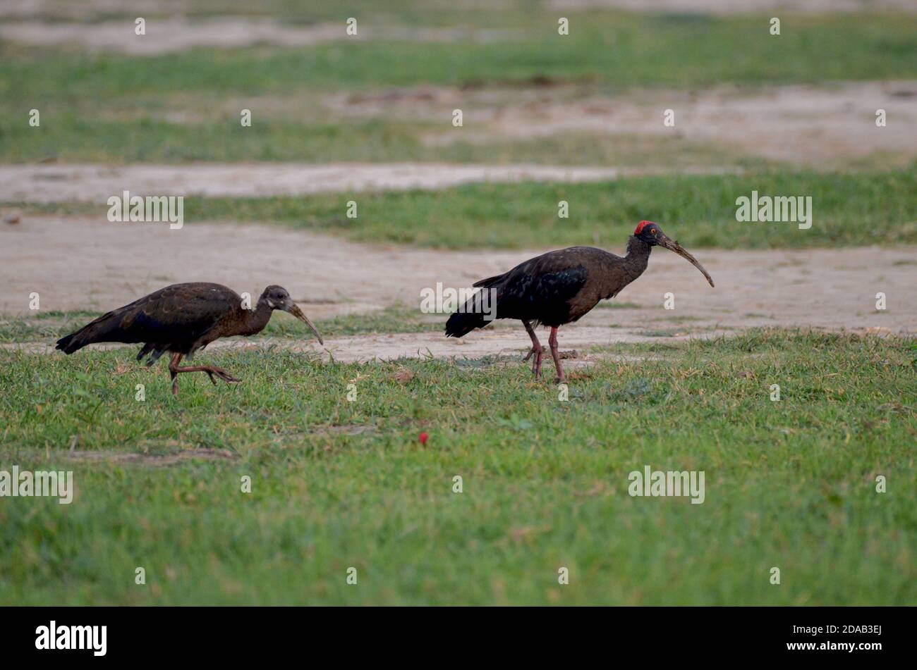 Rotnapter Ibis Pseudibis papillosa Noida, Uttar Pradesh, Indien- 02. September 2019: Baby Rotnapter Ibis mit Mama auf einem Grasfeld in Noida. Stockfoto