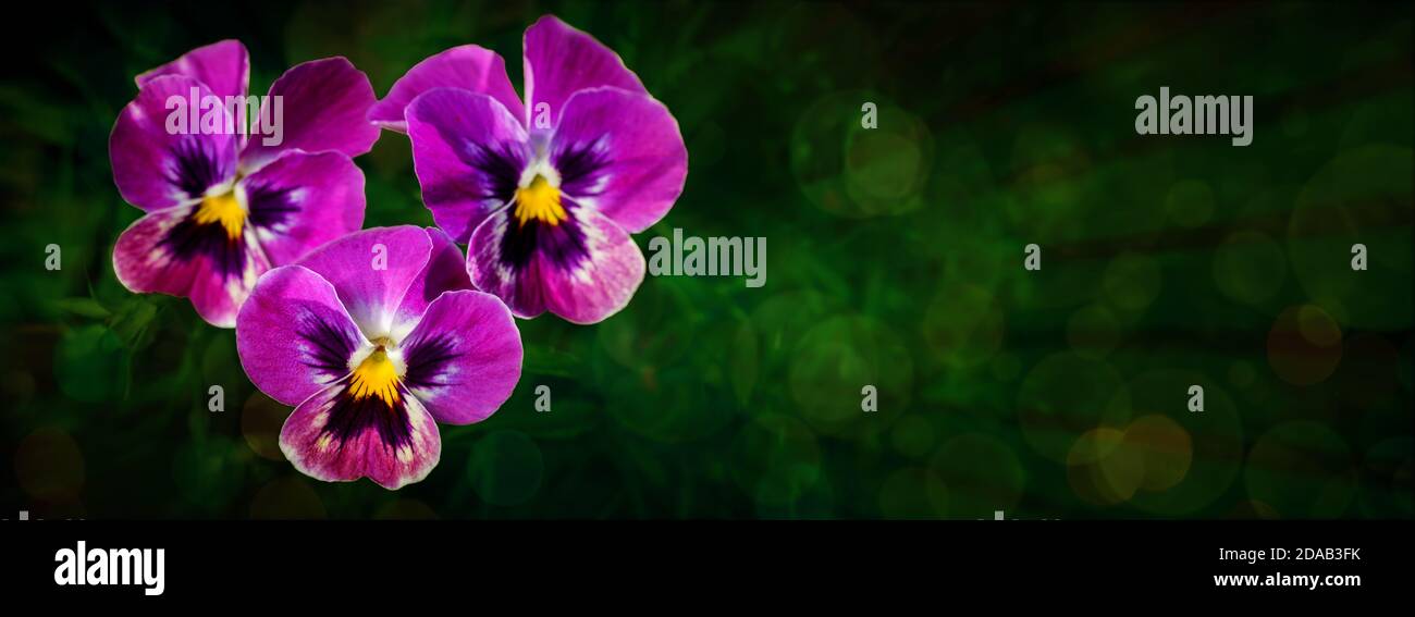 Botanische Gartenpflanze Natur Bild: Gruppe von drei leuchtend violetten Stiefmütterchen (Viola tricolor, Viola cornuta) aus der Nähe zwischen grünen Pflanzen über verschwommenes Dunkel Stockfoto