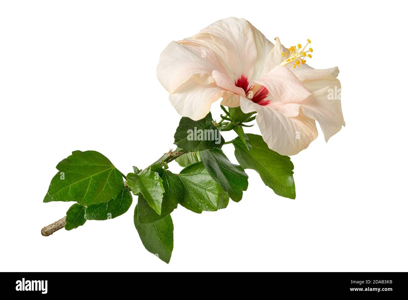 Hibiscus rosa sinensis oder Chinarose, Rosenmalbe, Schublackpflanze isoliert auf weißem Hintergrund. Stockfoto