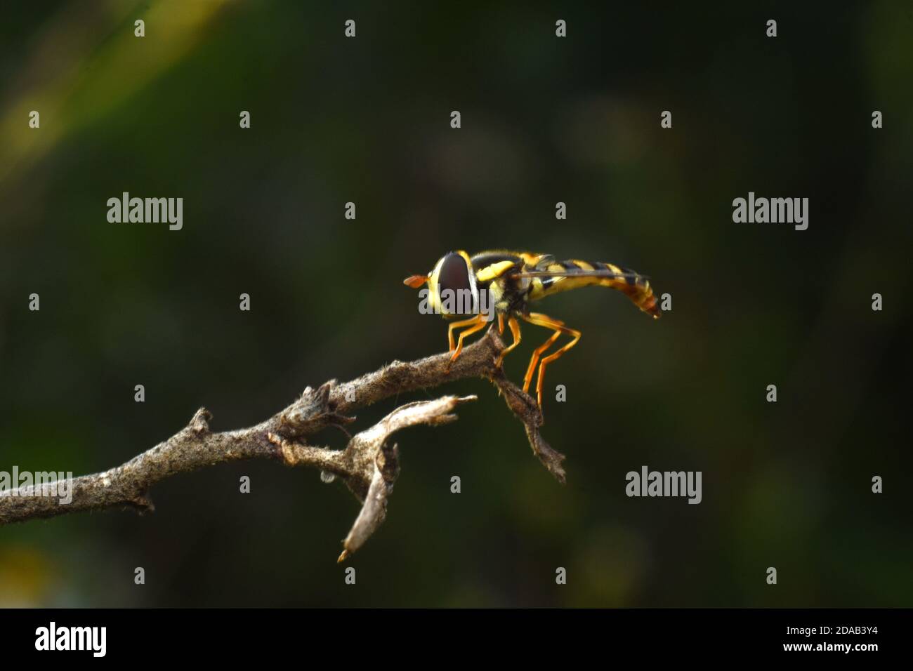 Nahaufnahme von Hoverfly. Stockfoto