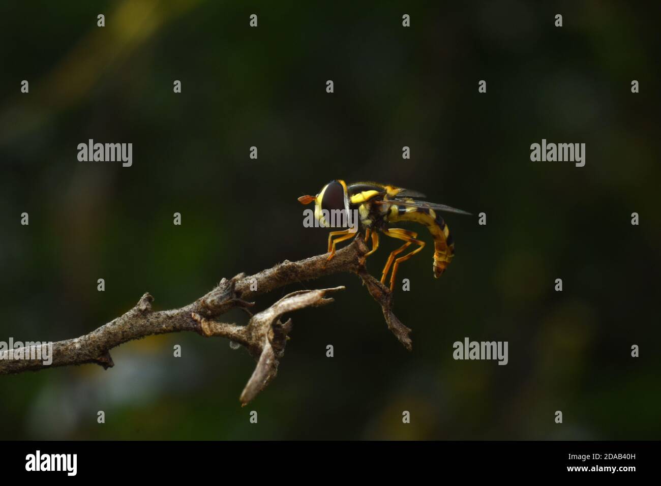 Nahaufnahme von Hoverfly. Stockfoto