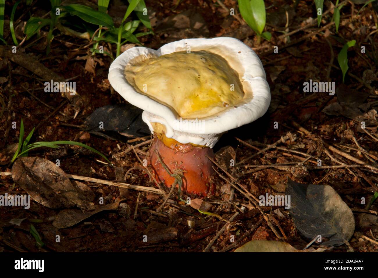 Die spätere Entwicklungsstufe eines vergoldeten Boleten. Die konvexe abgerundete Kappe abflacht und entwickelt die goldene Farbe Unterscheidungskraft dieser essbaren Pilze Stockfoto