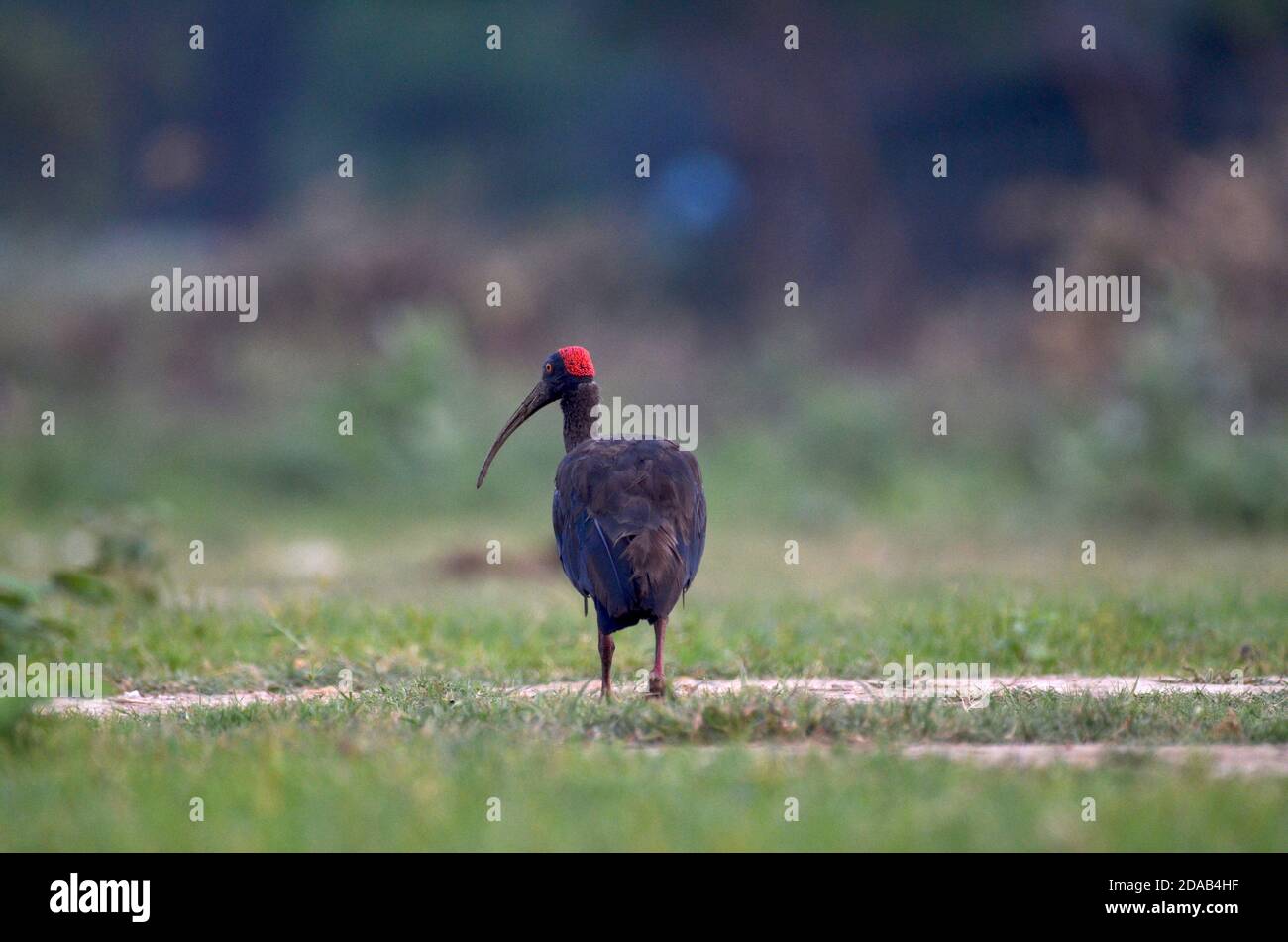 Rotnapter Ibis Pseudibis papillosa Noida, Uttar Pradesh, Indien - 02. September 2019: Ein erwachsener Rotnapter Ibis auf der Suche nach Nahrung in einem Grasfeld in Noida Stockfoto