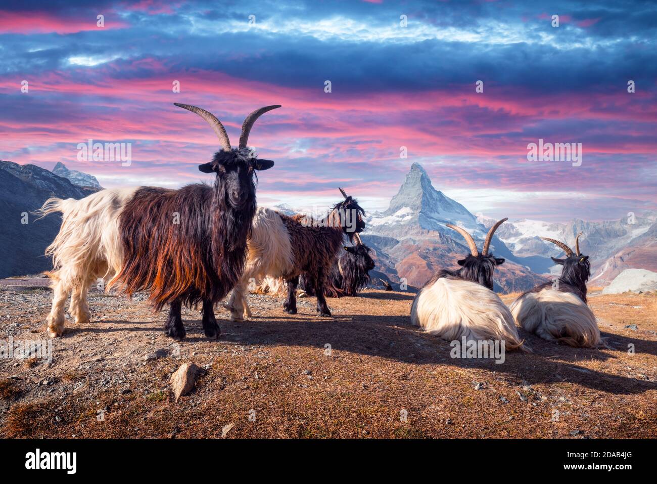 Ruhende Ziegen auf Matterhorn Cervino Gipfelhintergrund nahe dem Stellisee in den Schweizer Alpen bei Sonnenuntergang. Zermatt Resort Lage, Schweiz. Landschaftsfotografie Stockfoto Ruhende Ziegen auf Matterhorn Cervino Gipfelhintergrund nahe dem Stellisee in den Schweizer Alpen bei Sonnenuntergang. Zermatt Resort Lage, Schweiz. Landschaftsfotografie Stockfoto