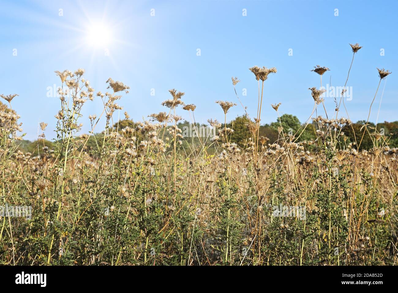 Sonnige Wildblumenwiese im Frühherbst. Stockfoto