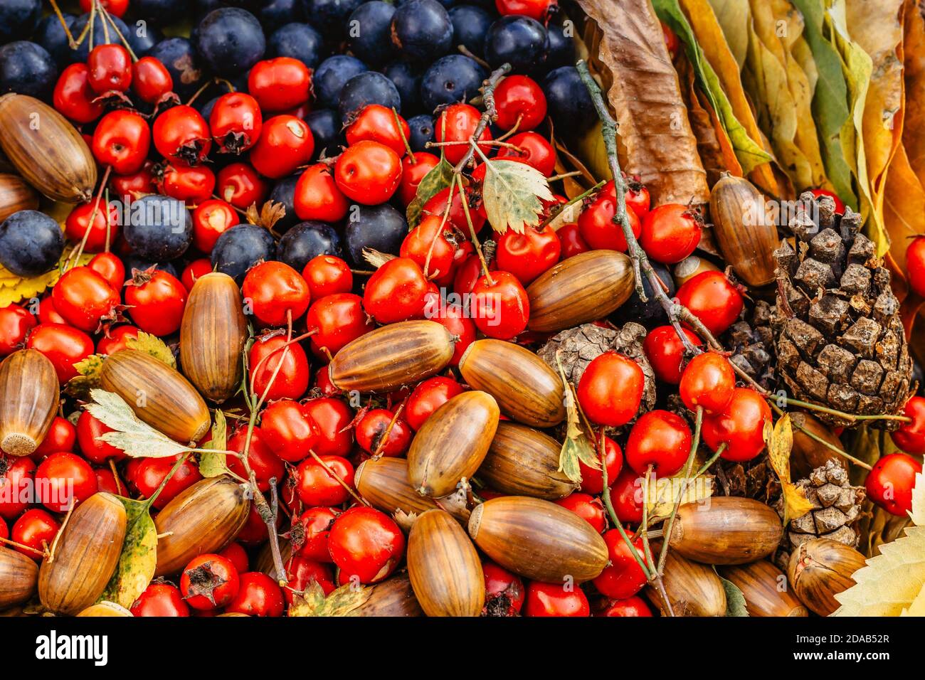 Herbst Herbst bunten Hintergrund. Vielfalt an Herbstfrüchten, Eicheln, Zapfen, Schlehen.Home frische saisonale Dekoration. Zeit der Waldernte. Natürlich rustikal Stockfoto