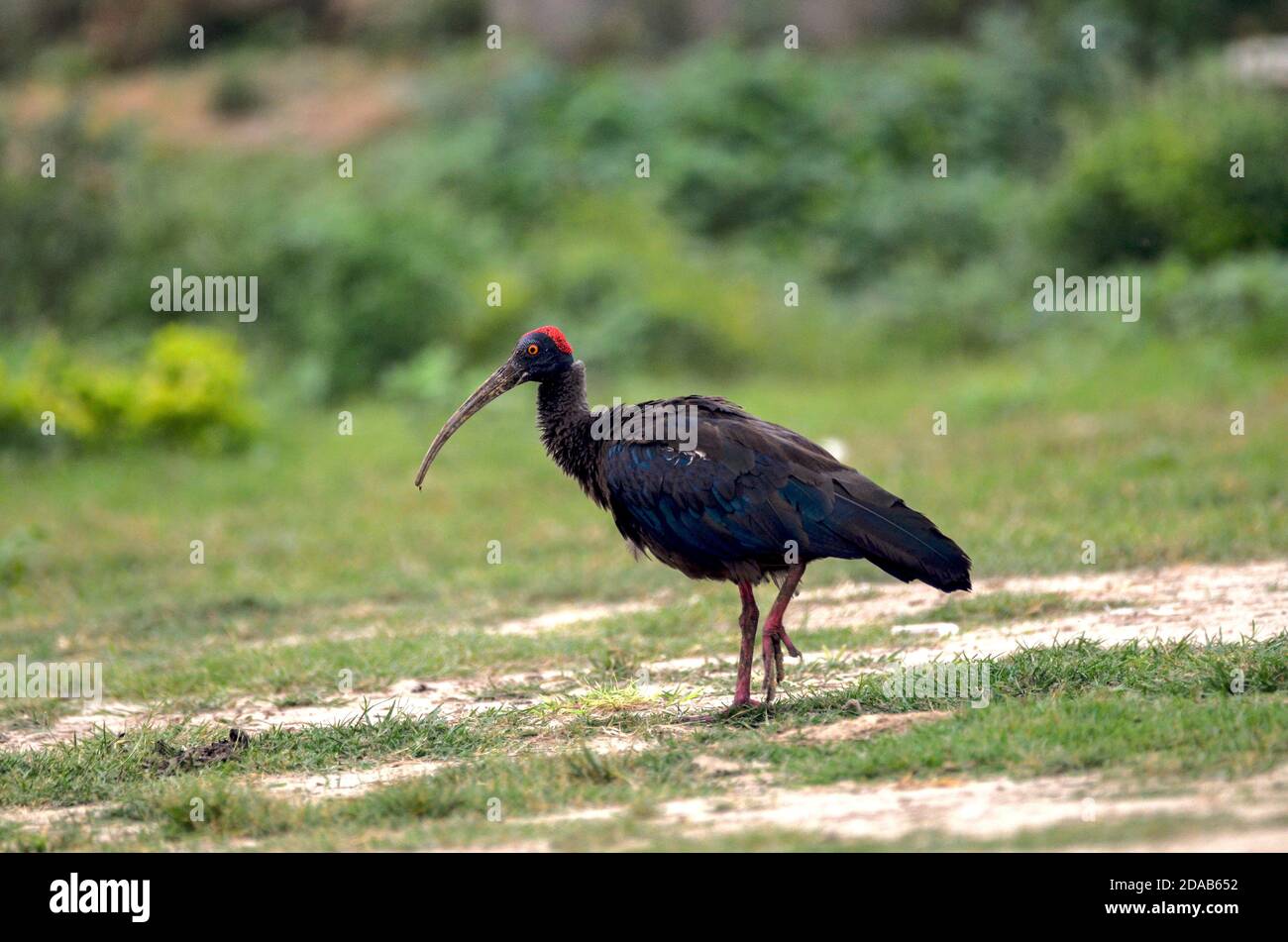 Rotnapter Ibis Pseudibis papillosa Noida, Uttar Pradesh, Indien - 04. September 2019: Ein erwachsener Rotnapter Ibis auf der Suche nach Nahrung in einem Grasfeld in Noida Stockfoto