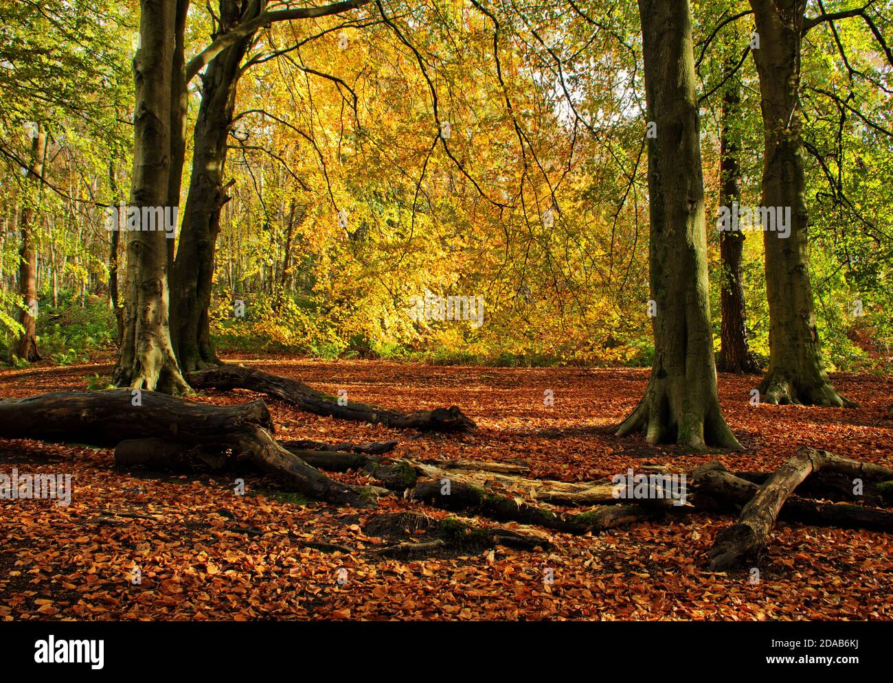 Ein Vorhang aus goldenem Blatt, der von der Natur im Herbst dargestellt wird Stockfoto