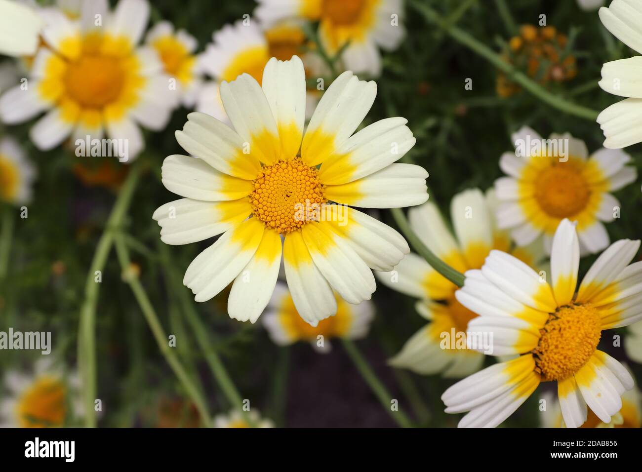 Girlande Chrysantheme - eine essbare Pflanze reich an Mineralien und Vitamine Stockfoto