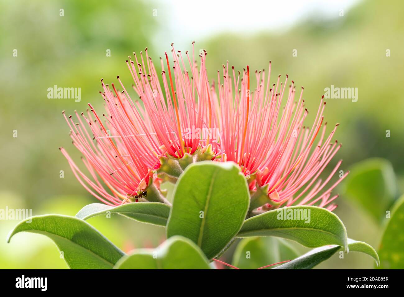 Blüte des persischen Seidenbaums - albizia julibrissin - Details Stockfoto