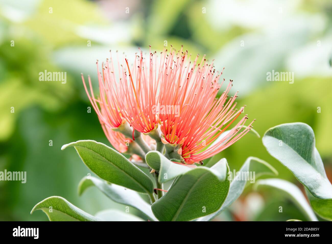Blüte des persischen Seidenbaums - albizia julibrissin - Details Stockfoto