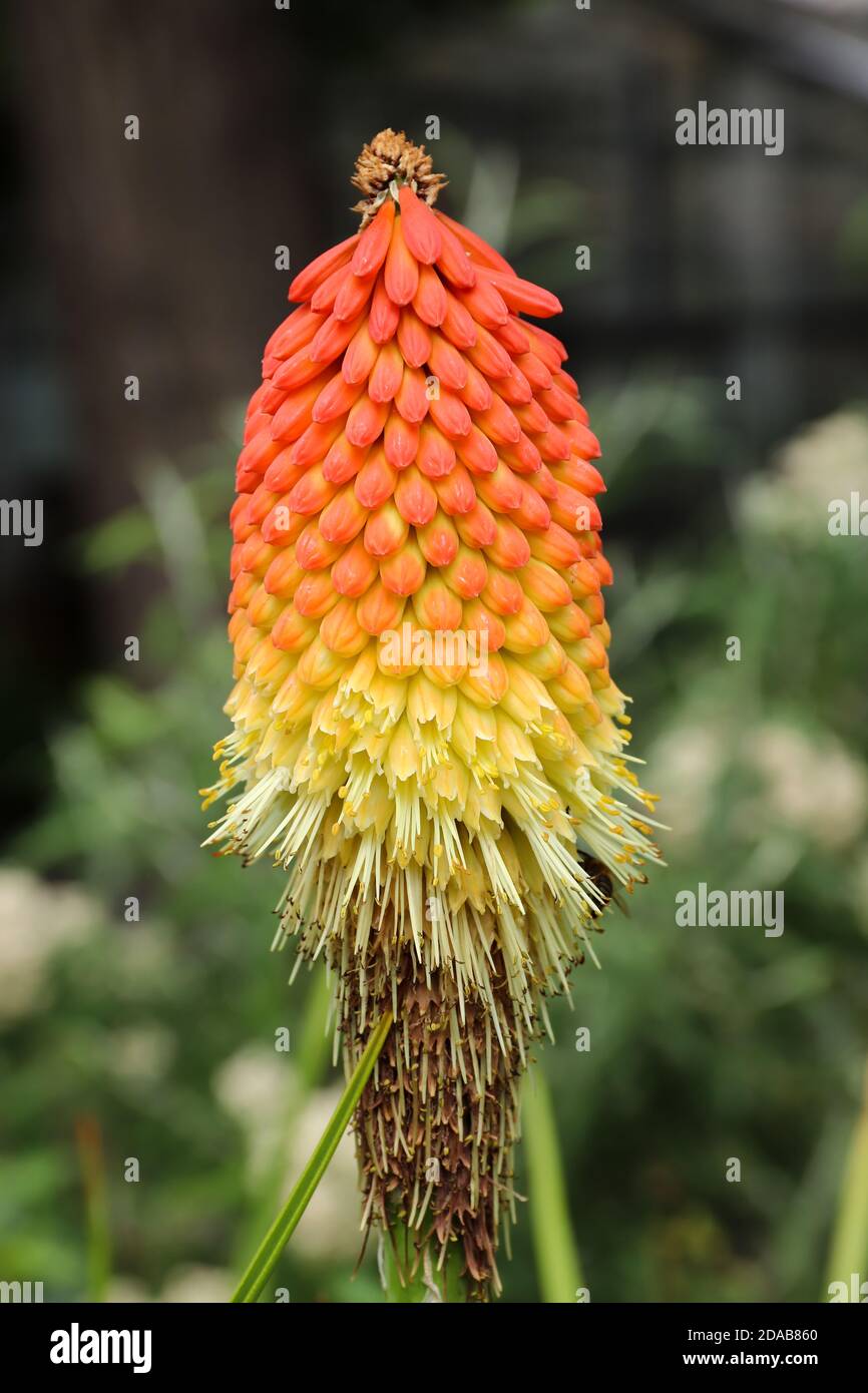 Poker Pflanze - Fackel Lilie - Detail der Blüte Stockfoto