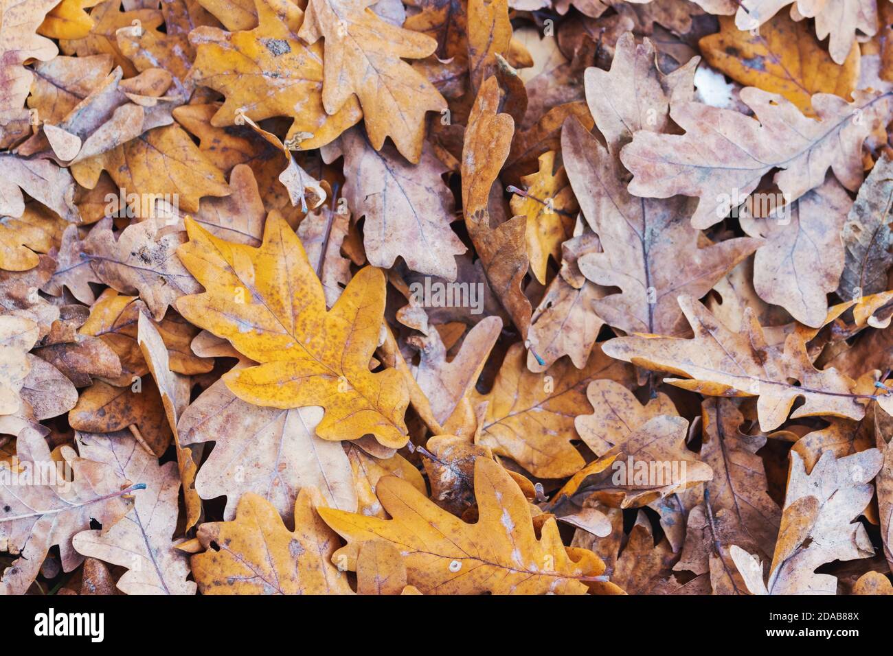 Wunderschön gefärbte Eichenblätter liegen auf dem Boden Stockfoto