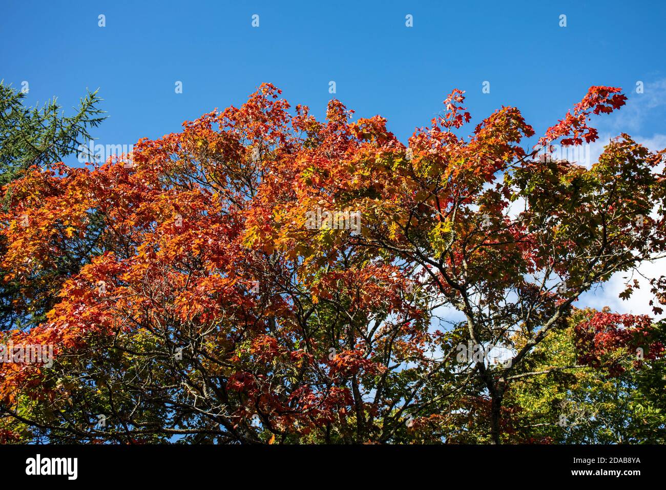 Frühe Herbstfarben gegen blauen Himmel Stockfoto
