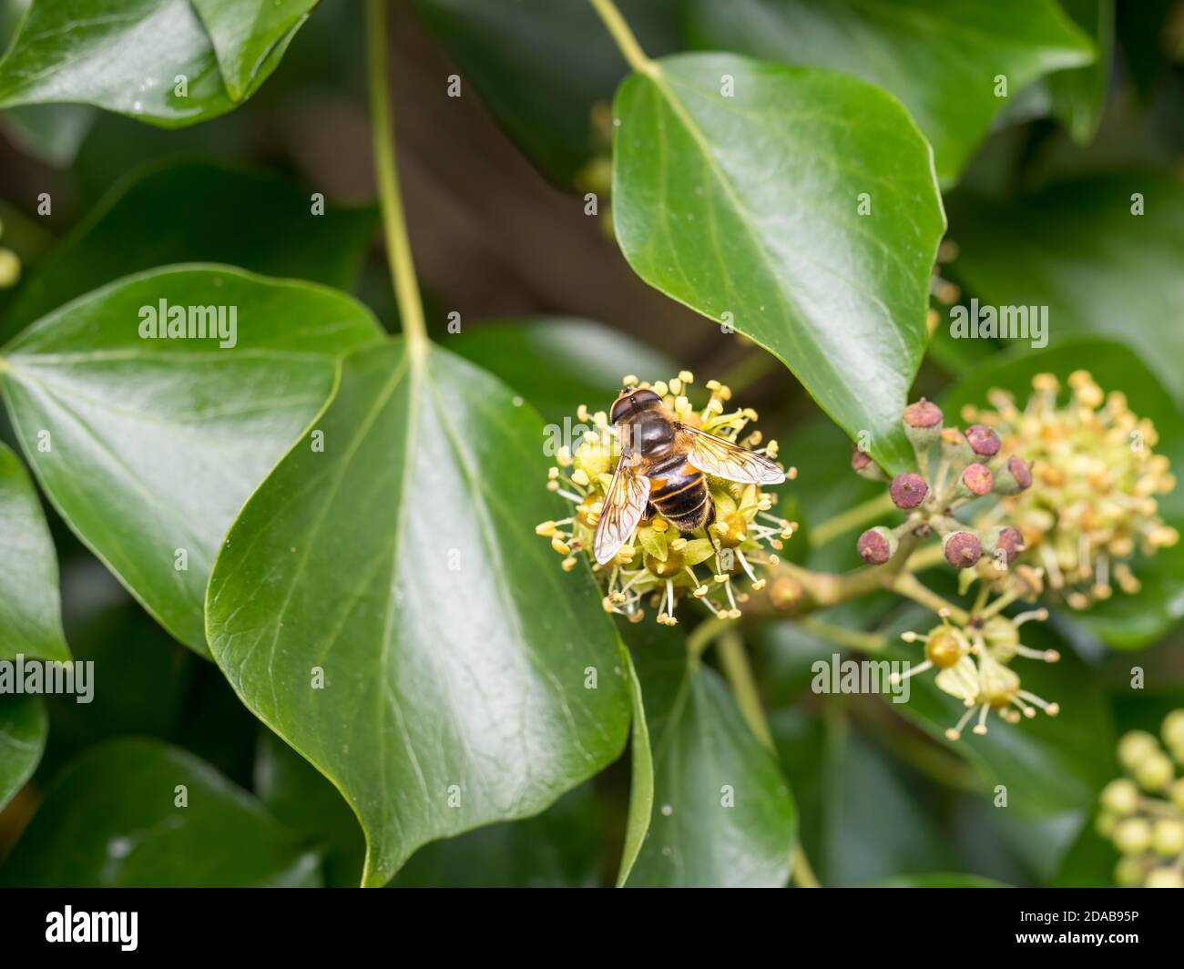 Eristalis tenax schwebfly in Efeu Blume. Naturdetails. Stockfoto