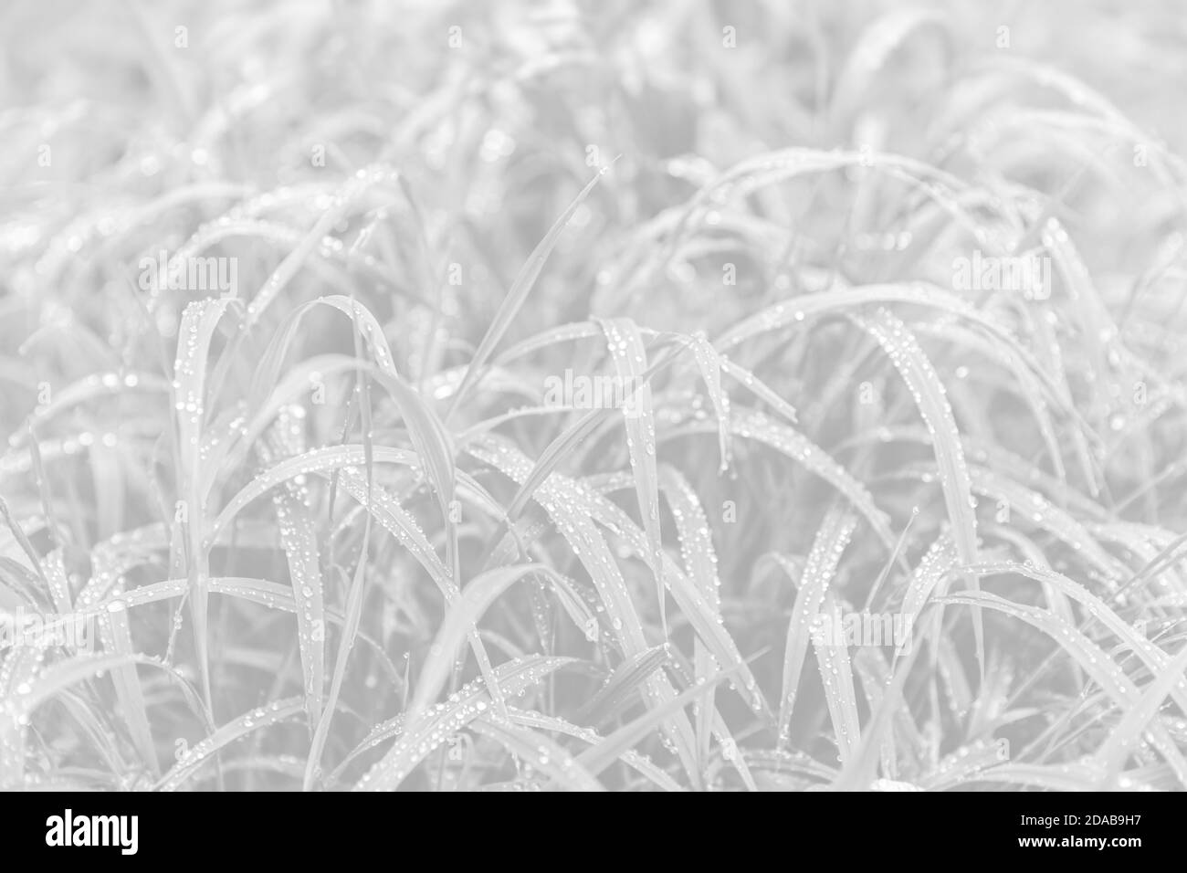 Naturhintergrund in hellgrauer Tonalität. Wasser tropft auf das grüne Gras. Feuchtes grünes Gras mit Wassertropfen. Weiches Fokusbild mit flacher Freiheitsgradaufnahme. Stockfoto