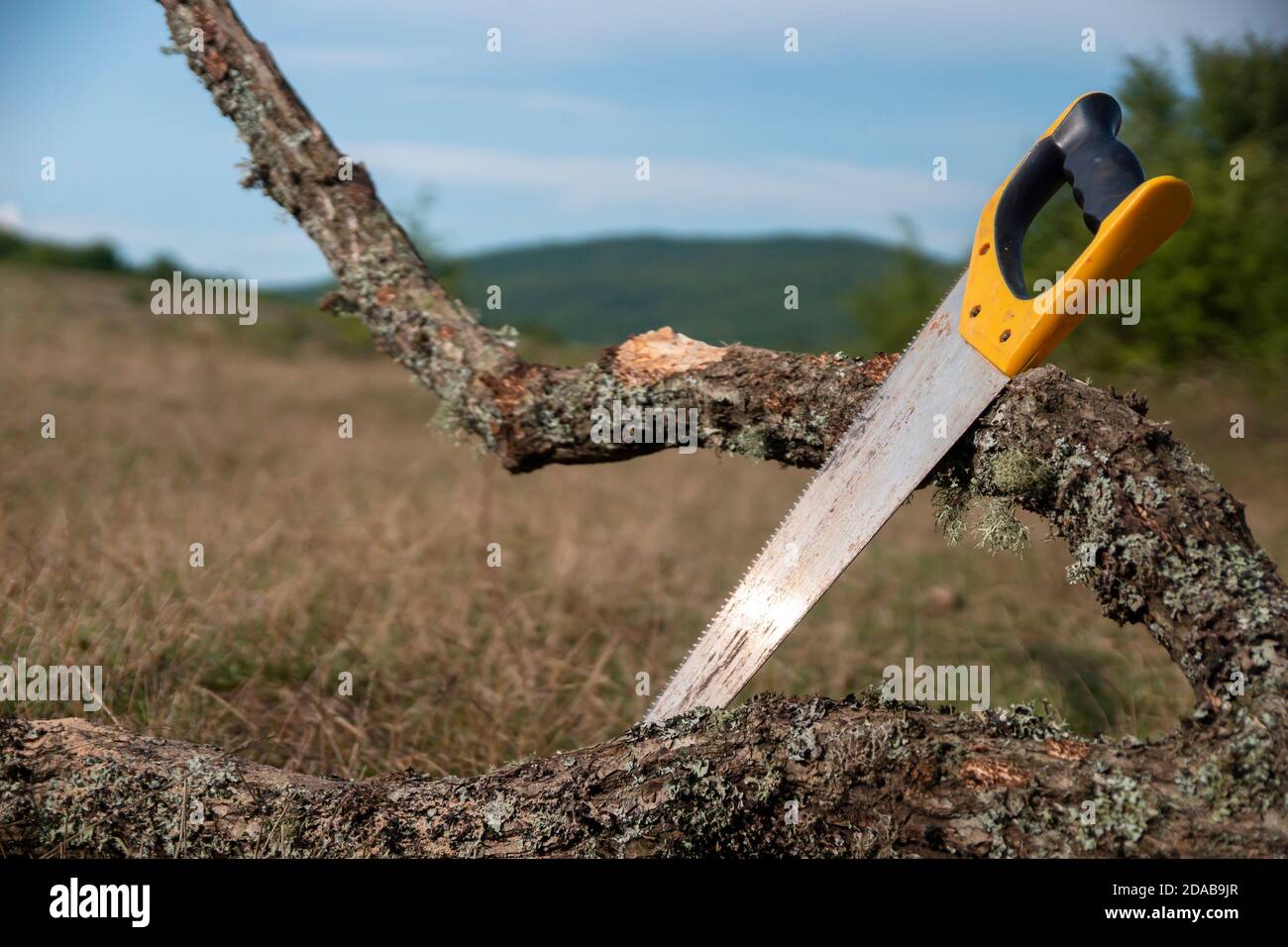 Handsäge mit Kunststoffgriff steht neben altem Baum an Sommertag Stockfoto