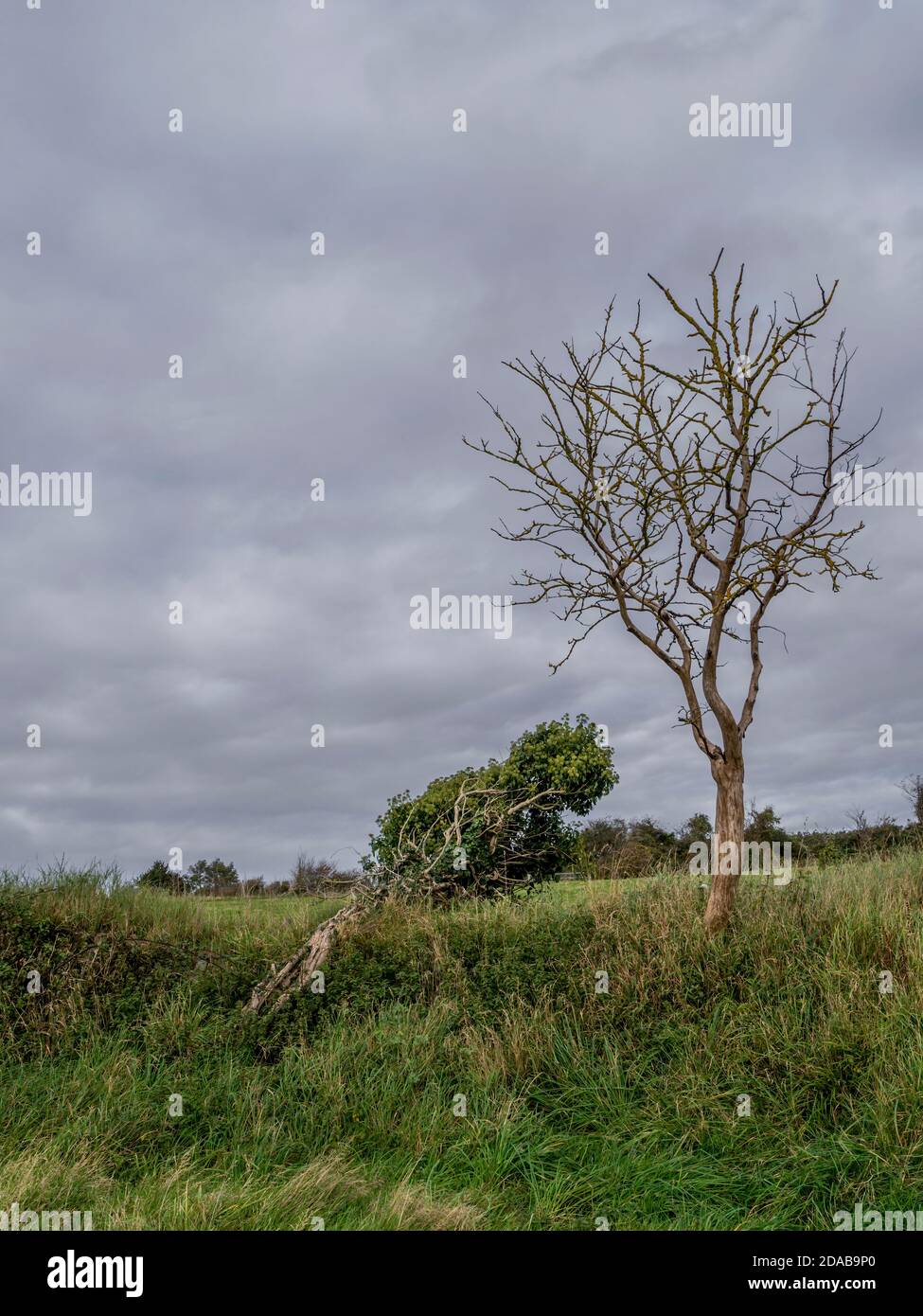 Winterbaum und Efeu Natur Hintergrund, Devon, England. Grauer Himmel für Copyspace. Stockfoto