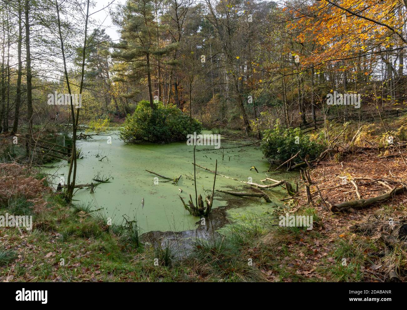 Bibertätigkeit im Teich im relaese Versuchsgehege In Cropton Forest Stockfoto