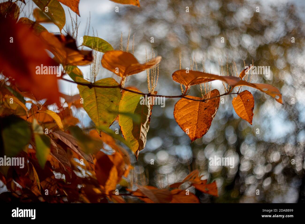 Herbstlaub auf weichem, verschwommenem, wirbelndem Hintergrund. Herbstsaison spezifische gelbe, braune und orange Farben. Stockfoto