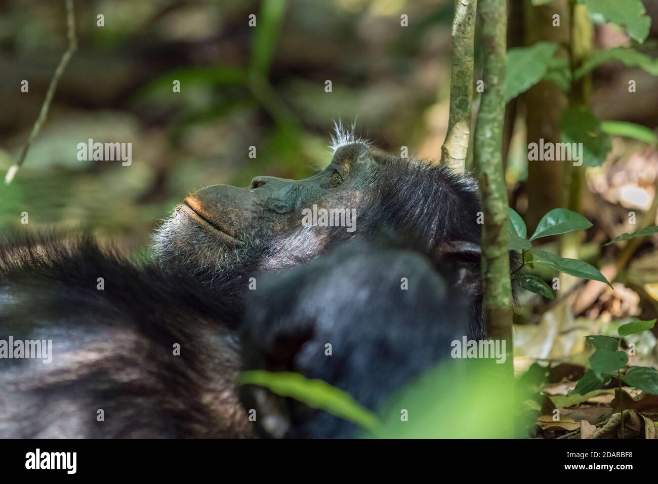 Nahaufnahme des Kopfes und Gesichts eines Schimpansen (Pan troglodytes) im Wald entspannen, Kibale National Park, Westugandien Stockfoto