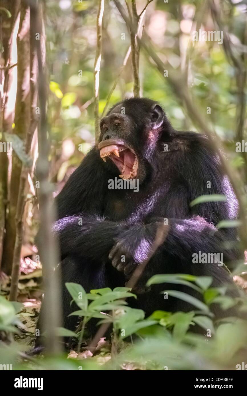 Schimpansen (Pan troglodytes) sitzen im Unterholz und entblößen die Zähne, Kibale National Park, West-Uganda Stockfoto