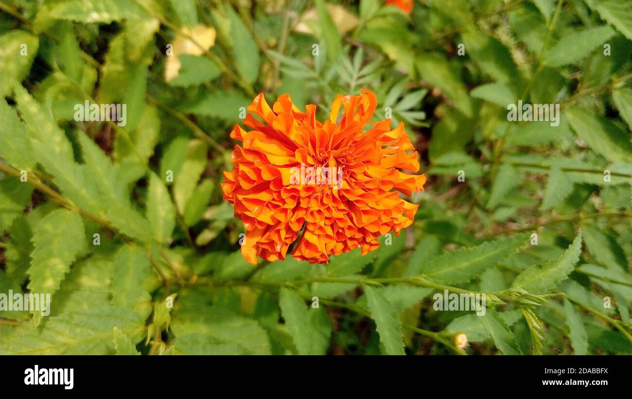 Wunderschöne Ringelblume in einem grünen Garten Stockfoto