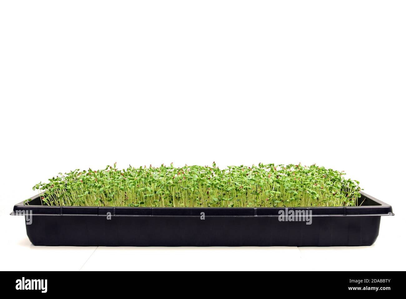Microgreens wachsen in einem Versuch isoliert auf weiß. Die Pflanzen sind eine Mischung aus Leinsamen, Rettich, Senf und Spinat. In der Nähe der Ernte. Stockfoto
