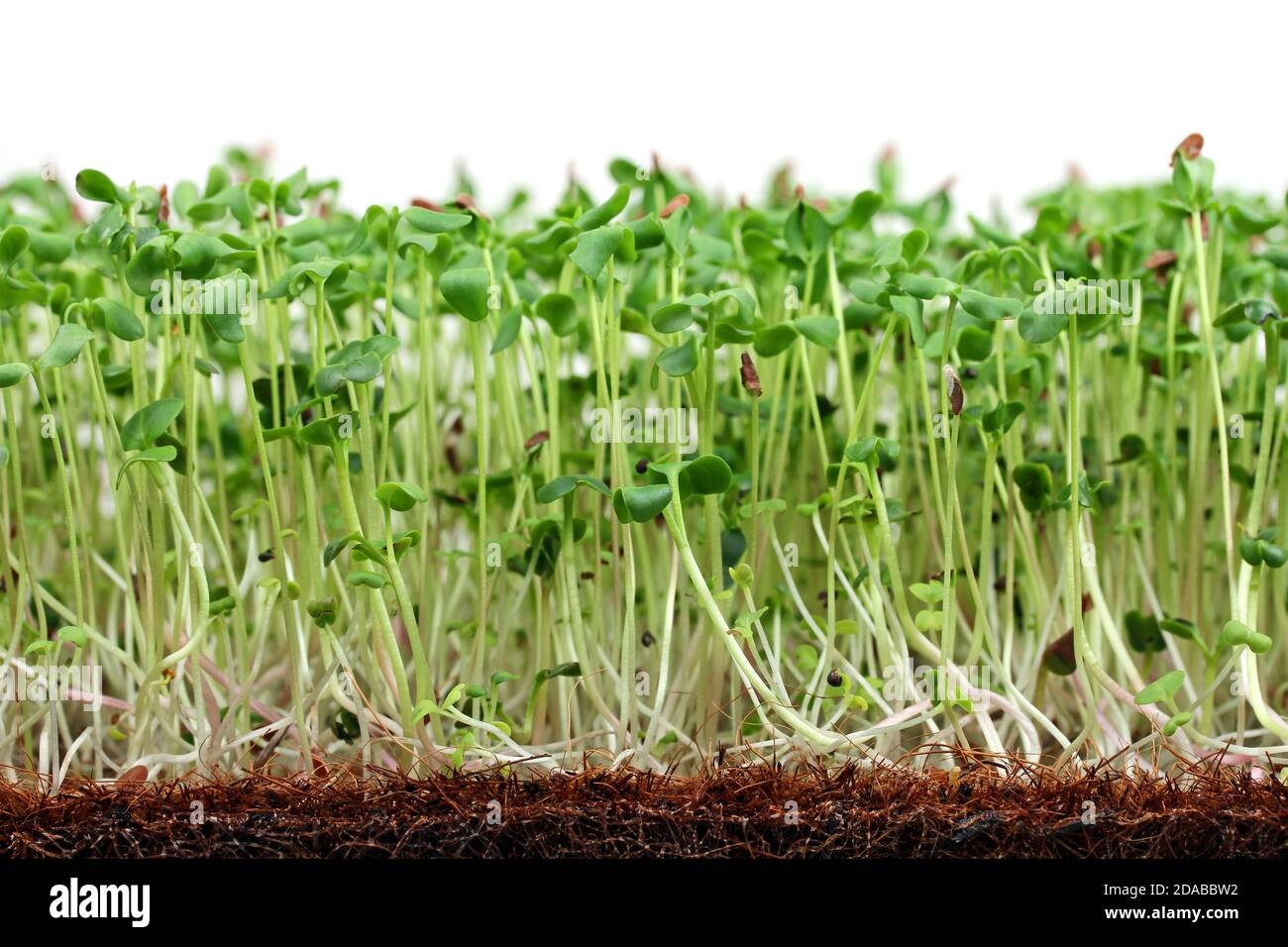 Microgreens Wachstum Detail im Substrat auf weißem Hintergrund. Mischung aus Leinsamen, Rettich, Senf und Spinat. Stockfoto