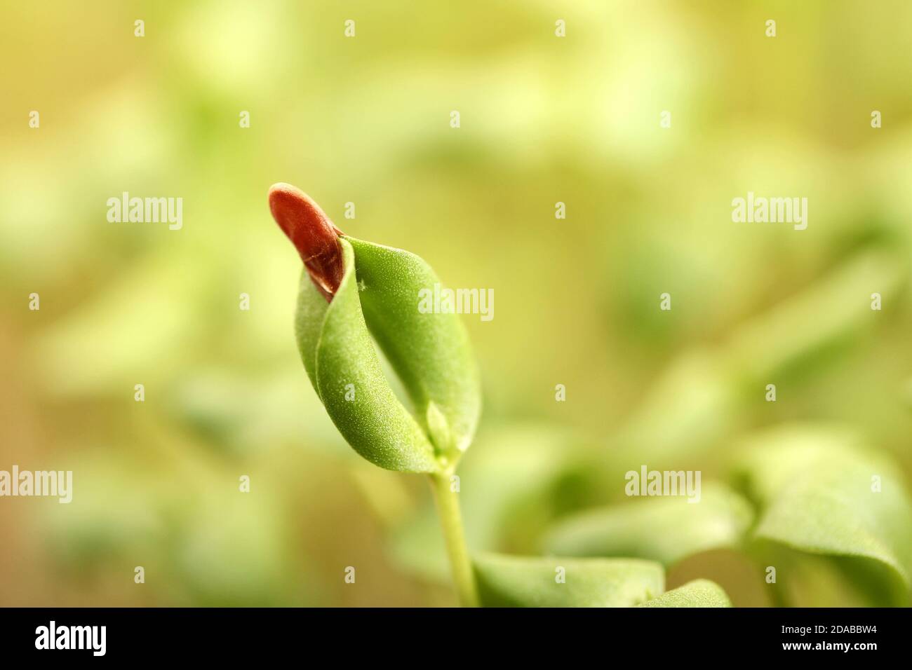 Makrodetail eines Mikrogrünen Sprossen mit einem Paar Blätter, die von einem Samen gestartet werden. Senf. Stockfoto