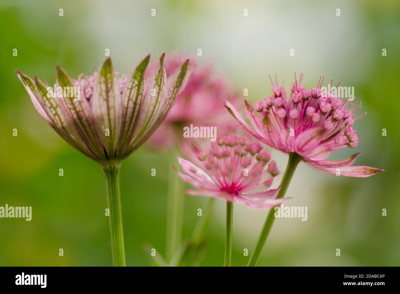 Zartrosa Blüten auf hellem Bokeh Hintergrund. Stockfoto