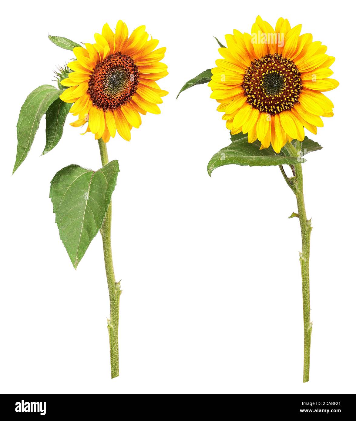 Verschiedene Ausblicke auf Sonnenblumen Stockfoto