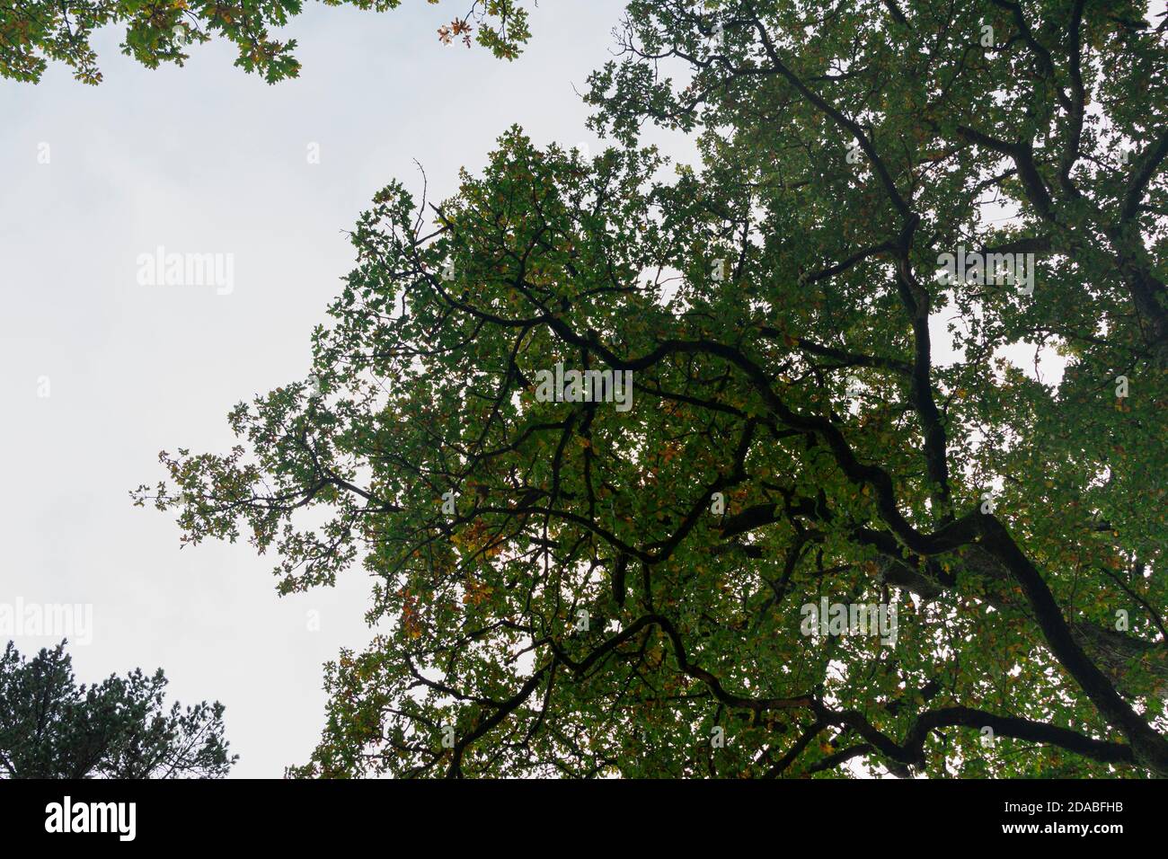 Zweige eines Baumes, der zum Himmel reicht Stockfoto